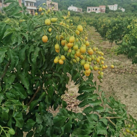 灵山县黑黄皮绿化果树