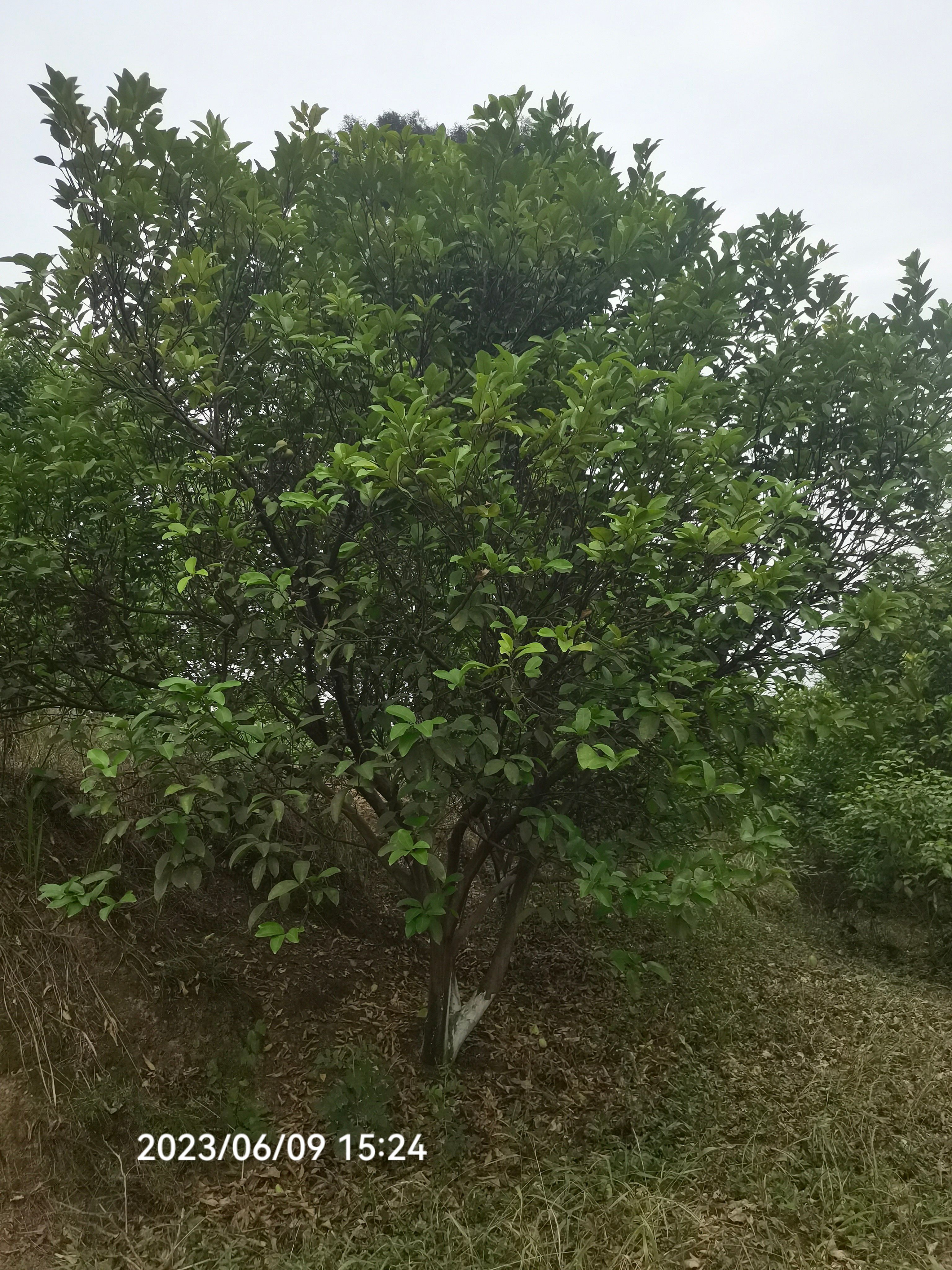 普通柚树苗 供应10-20公分柚子，香泡
