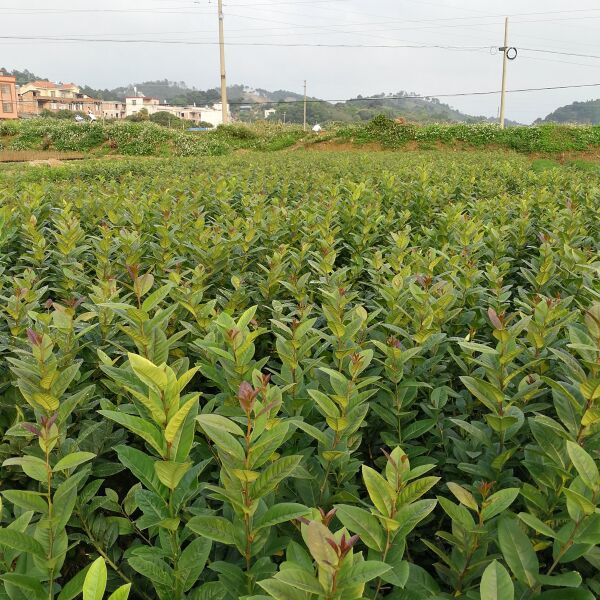 香水柠檬苗介绍图片种植技术