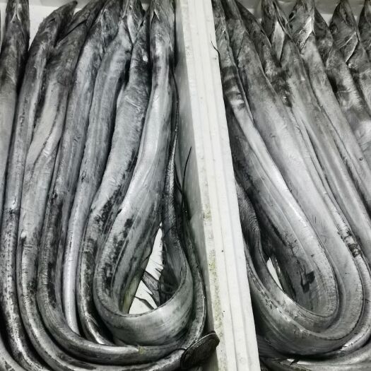 长海县大连湾海刀鱼