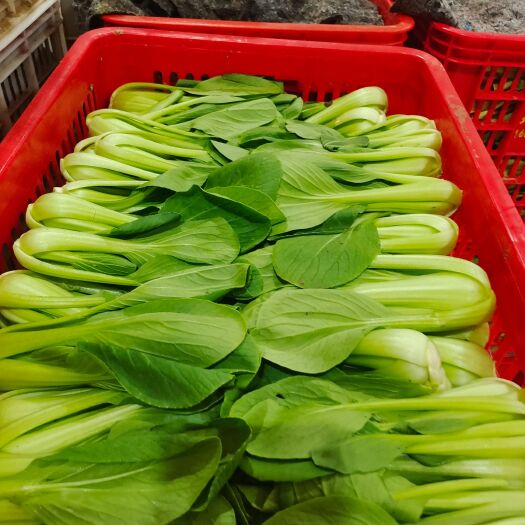 商丘山油菜