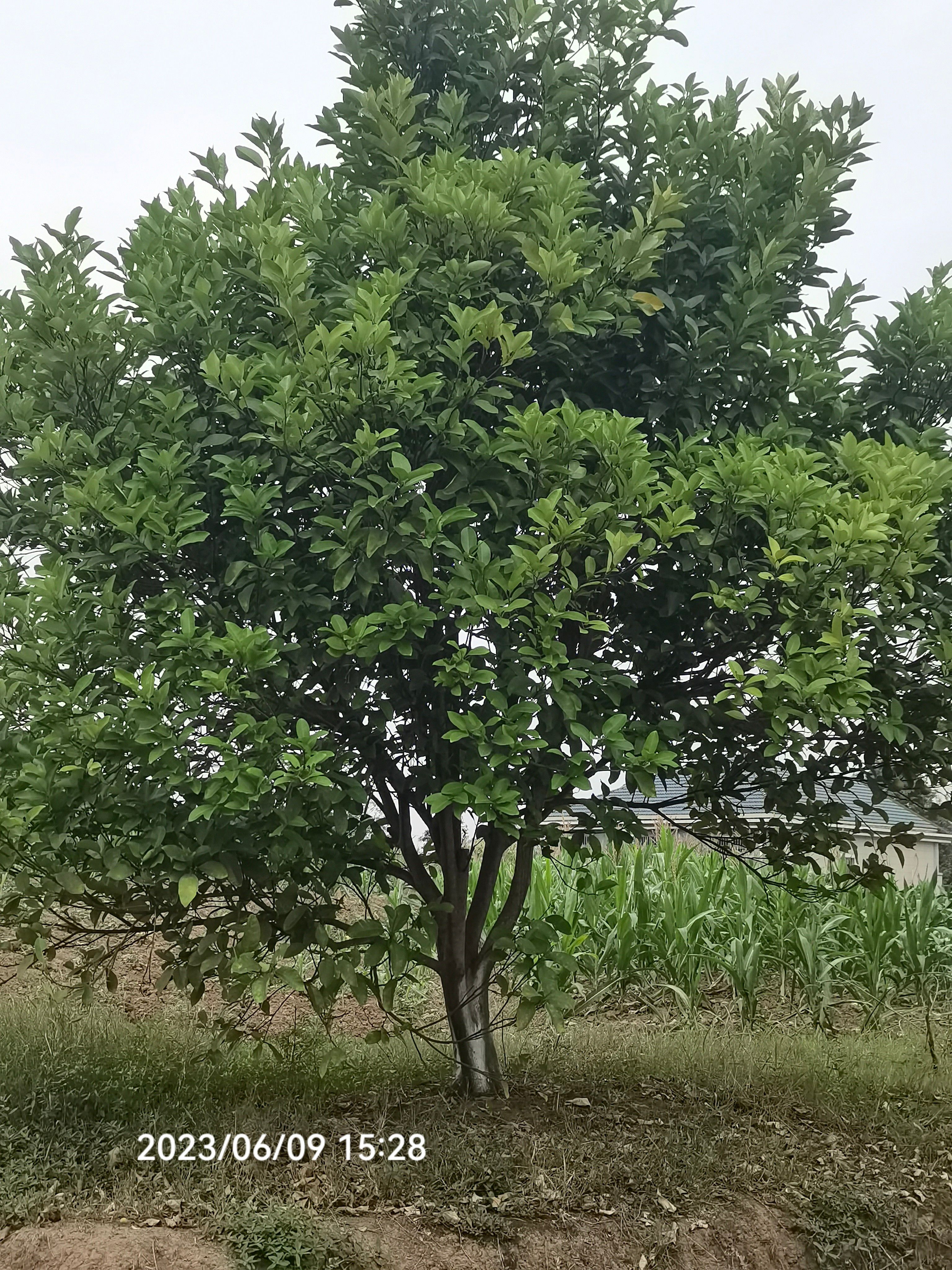 普通柚树苗 供应10-20公分柚子，香泡