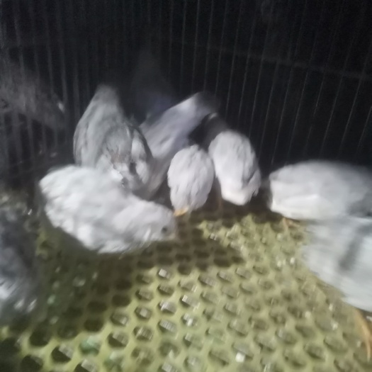 潍坊德系变异芦丁鸡