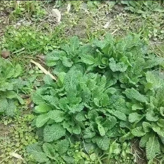 常州蛤蟆草种子