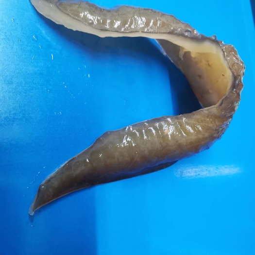 广州甲鱼边水鱼群边