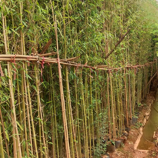 竹子  金竹  云南金竹