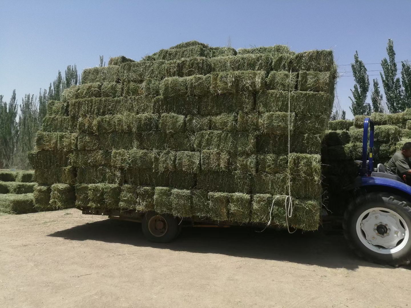 酒泉2023年头茬小捆苜蓿草
