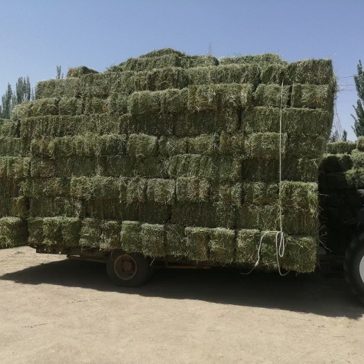 酒泉2023年头茬小捆苜蓿草