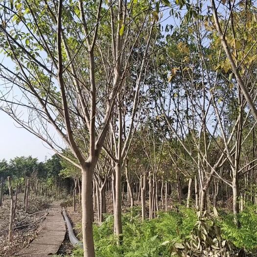 泸州大叶榕 供应5-50公分黄葛树