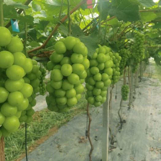 惠东县阳光玫瑰葡萄7月上市