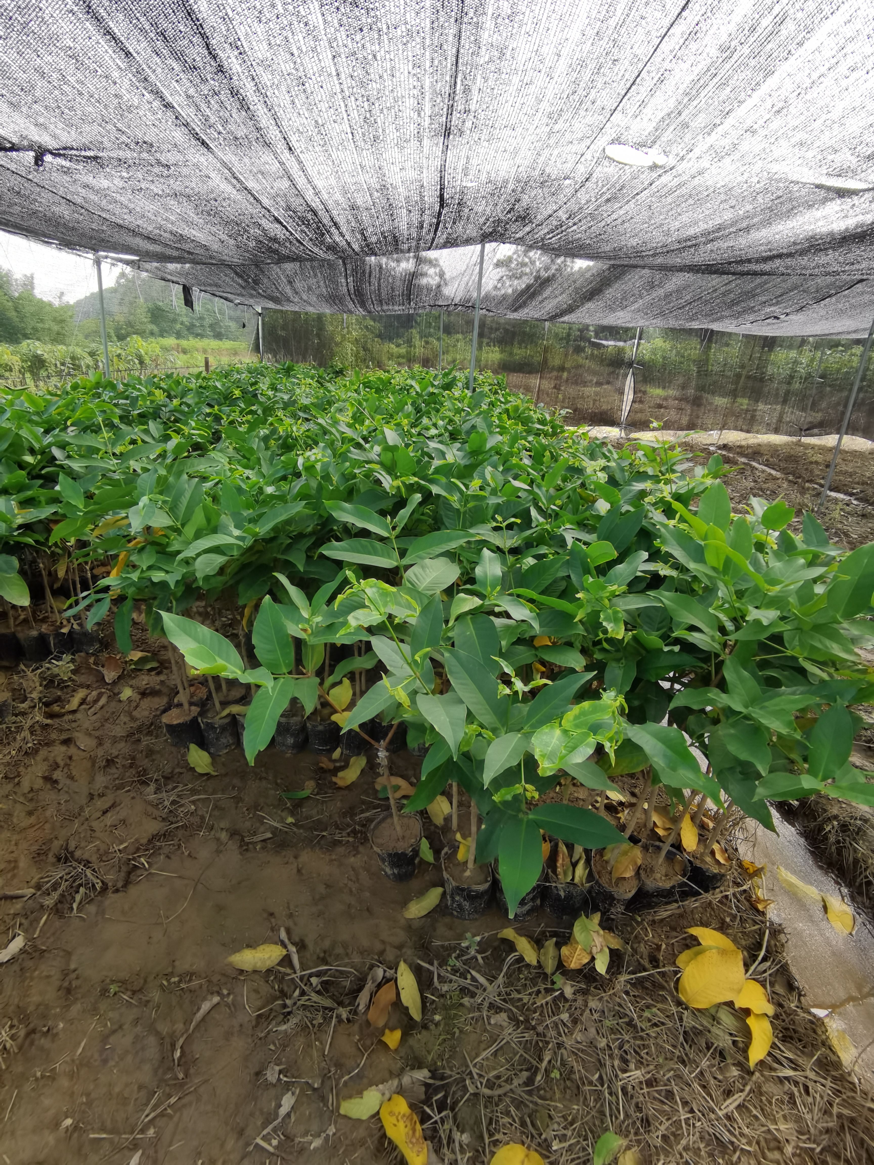 黑糖芭比连雾苗 裸根苗 杯苗大小规格都有