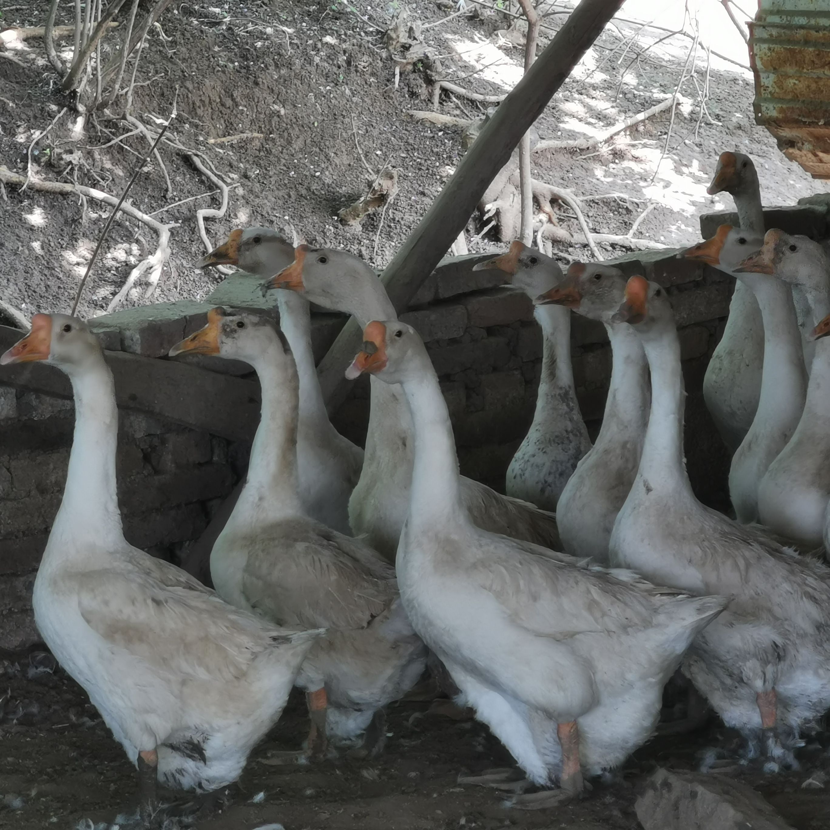 一年大鹅