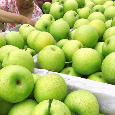 砀山县 翠玉梨 翠冠梨 纸袋梨  市场货 电商货 中国梨都安徽砀山