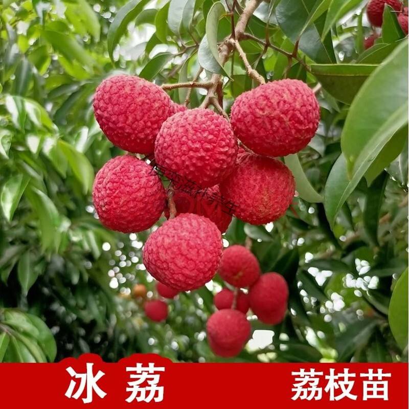 冰荔枝树苗批发价格、特点介绍图片 天价荔枝