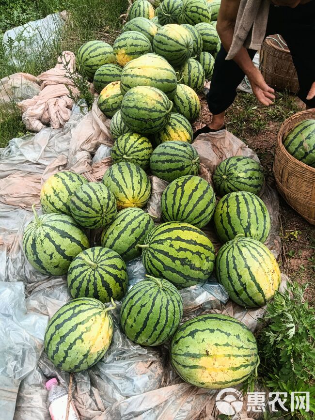 四川遂宁大英县露天西瓜