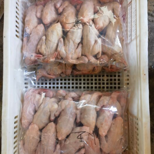 正品乳鸽肉每天新鲜现发一手货源品质保证物流冷链发货