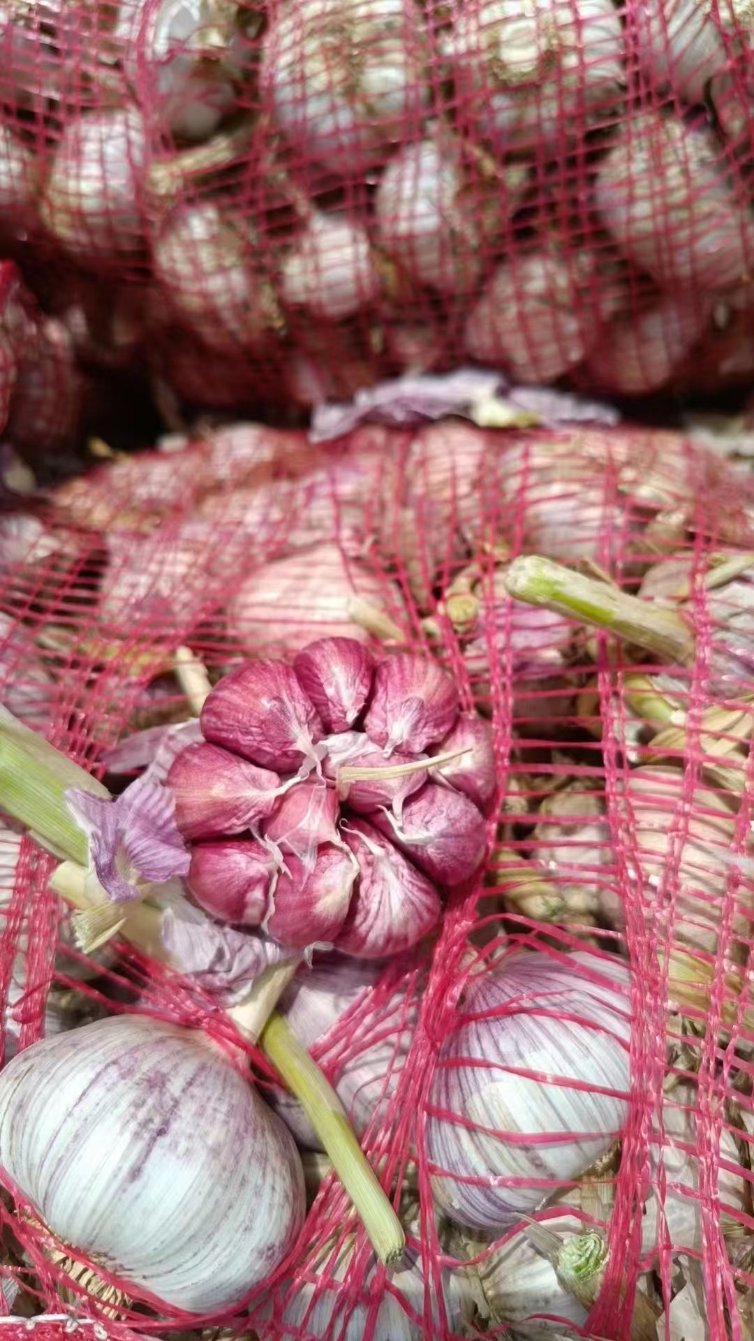 太空大蒜原产地，太空蒜种