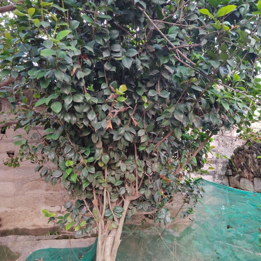南安市17年大茶花树单颗每年春节必开花（价格可谈）可另送两颗桃树苗