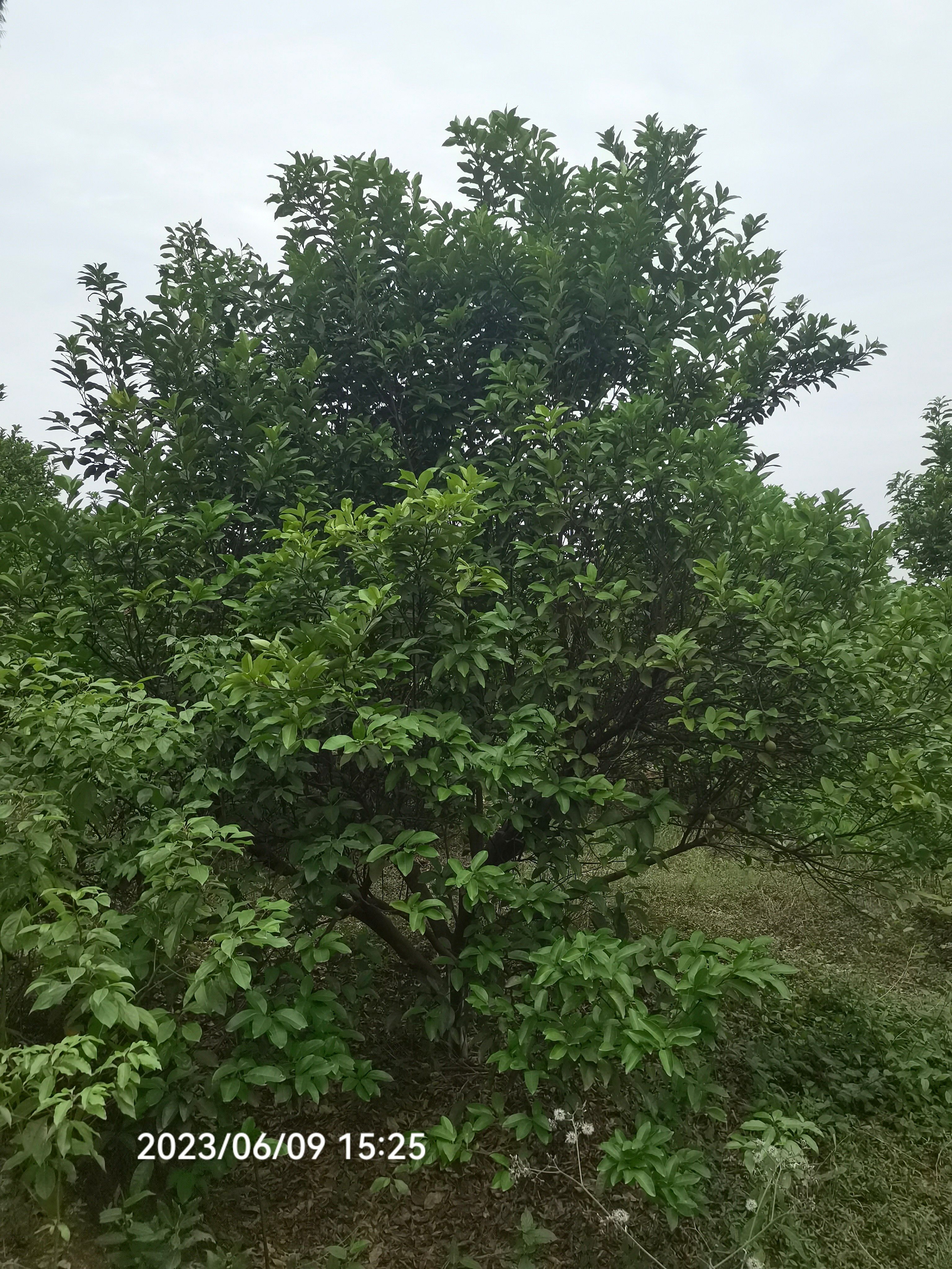 普通柚树苗 供应10-20公分柚子，香泡