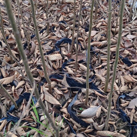 自家苗圃出售二年生红榉小苗现挖现上车全国 物流发货