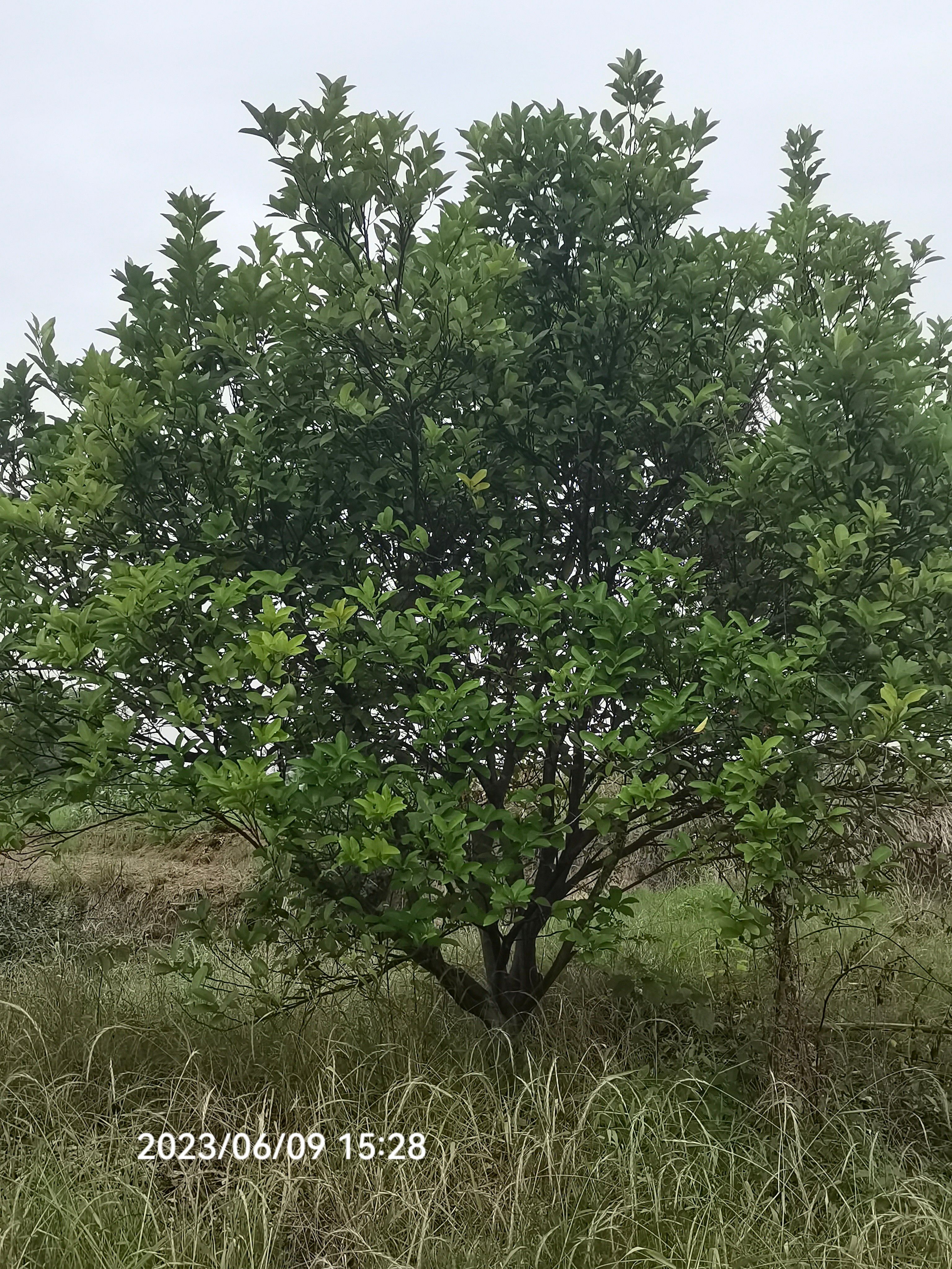 普通柚树苗 供应10-20公分柚子，香泡