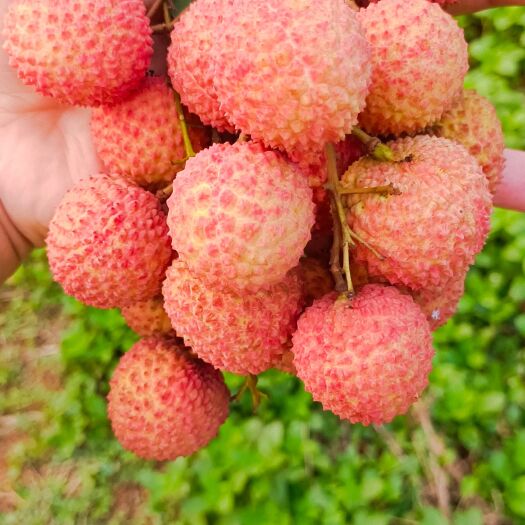 廉江市荔枝桂味