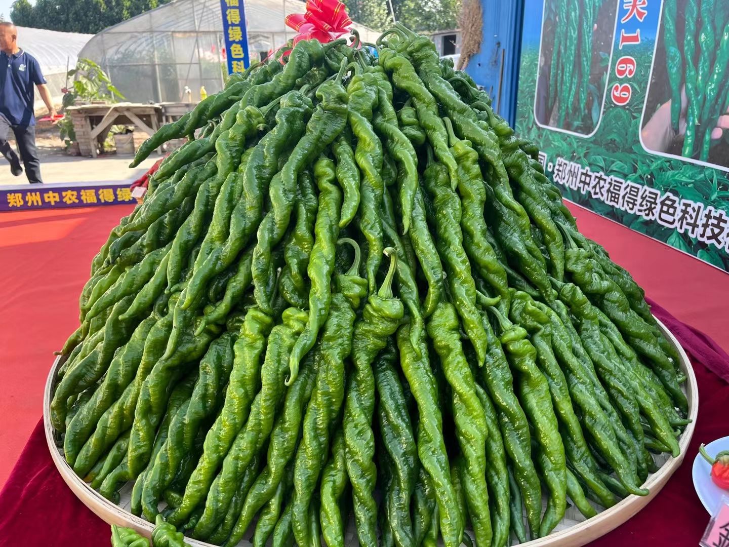 螺丝椒，陕西省榆林市定边县辣椒大量供应中，商超对接，电商直供