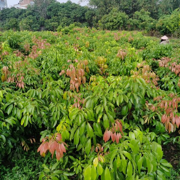 仙进奉荔枝树苗 保鲜期长 丰产管理 病虫害防治