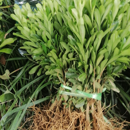 阳朔县雀舌黄杨