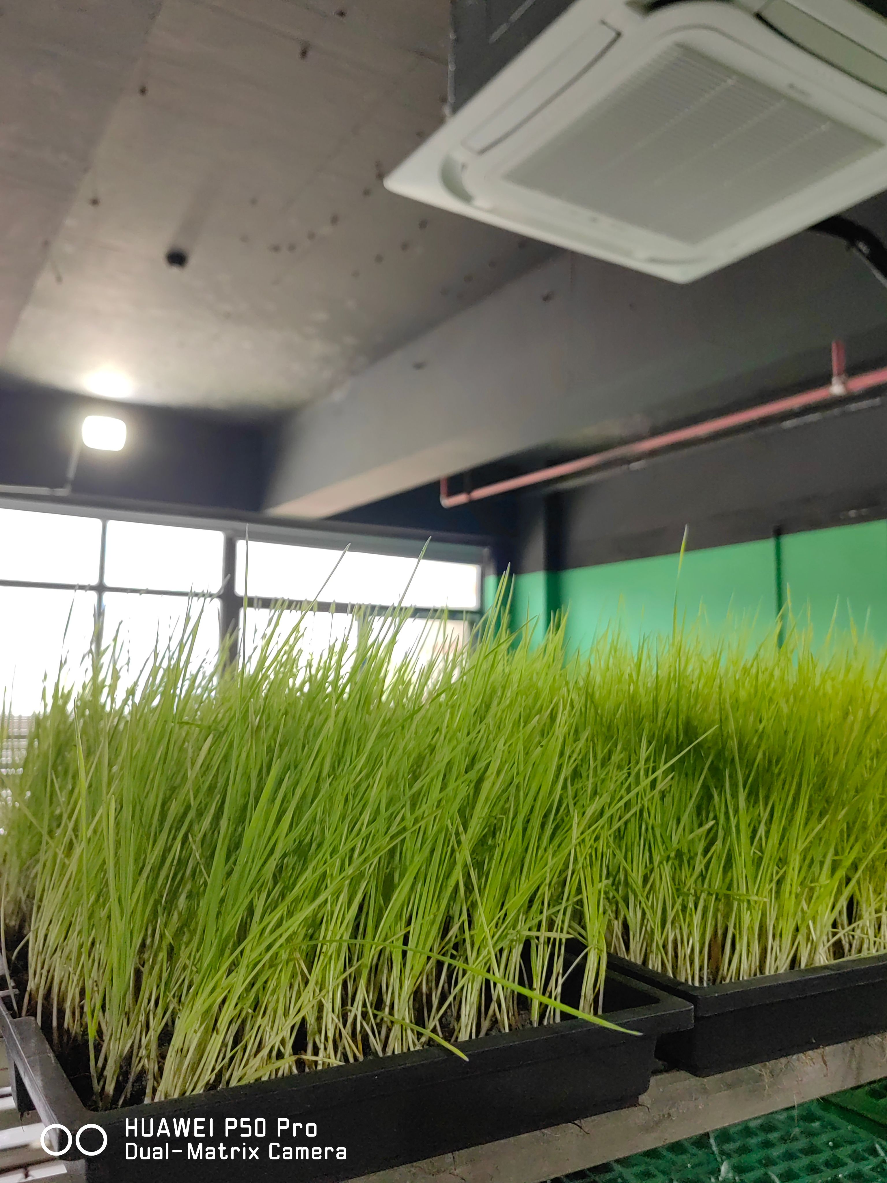 基地直供小麦芽苗