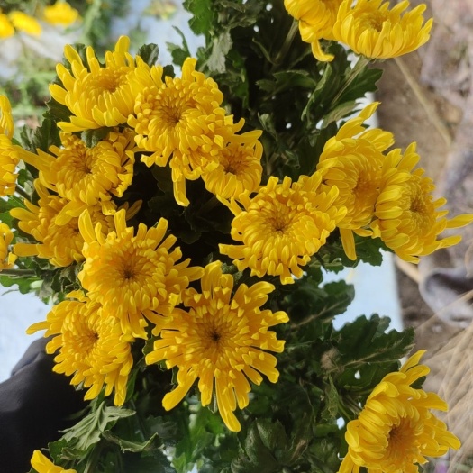 新沂市黄菊优质黄菊