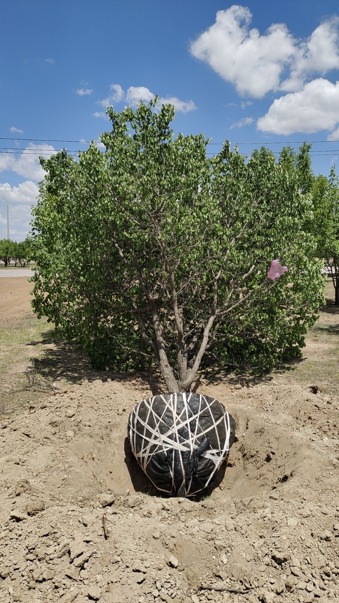 山杏树22-25公分高度500冠幅400 山杏价格