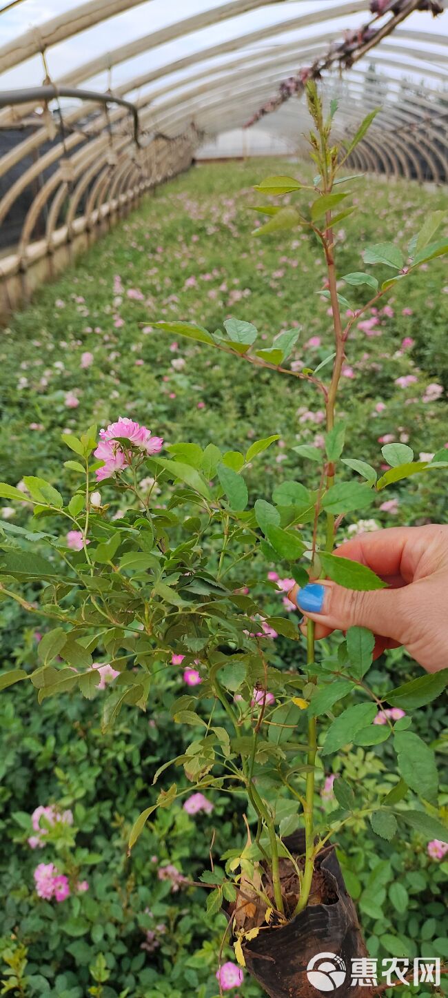 丰花月季，小杯丰花月季，粉花丰花月季