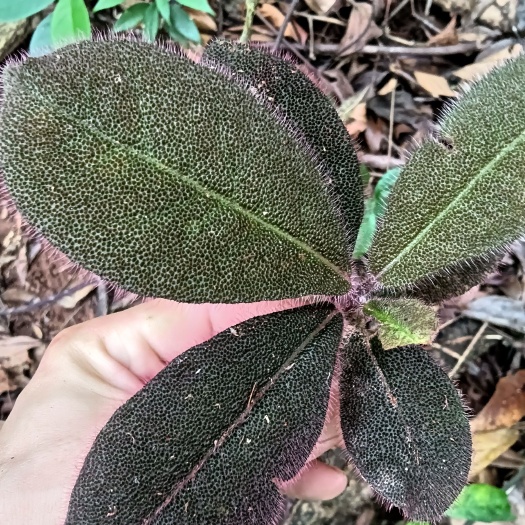 防城港虎舌红 广西十万大山虎舌红 一颗 2 元