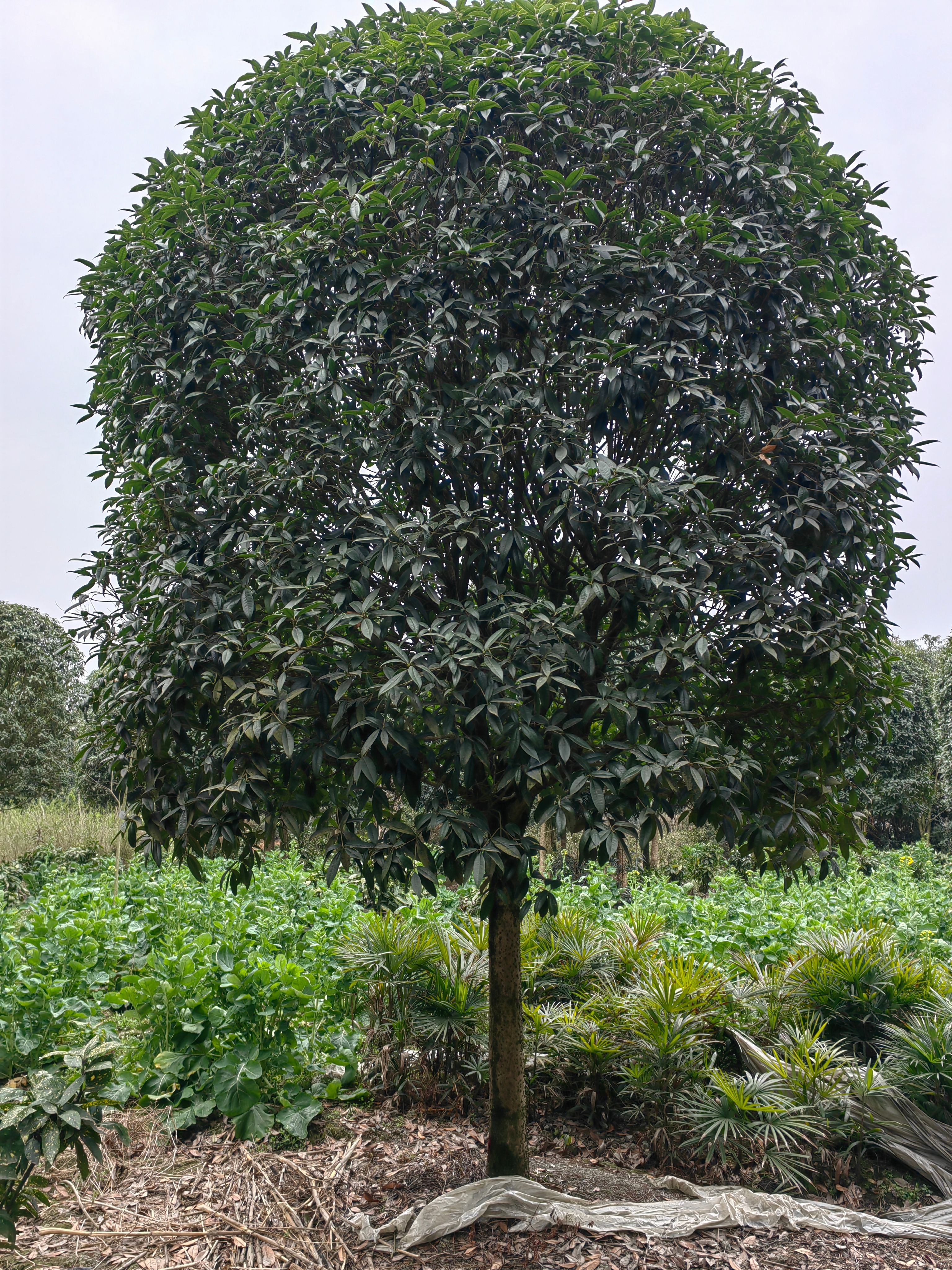 供应15-20公分桂花