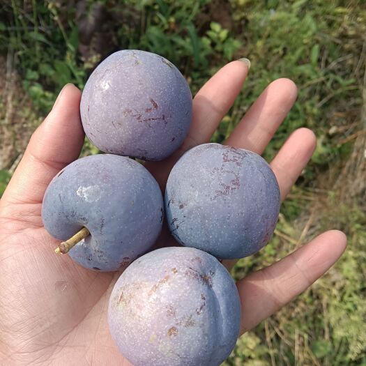 南部县五月脆，6钱起，价格详谈，不包运费，量大小都可以