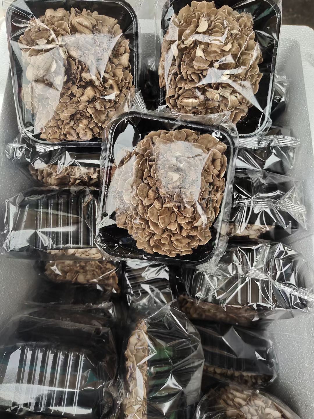 广州新鲜灰树花 舞茸菌