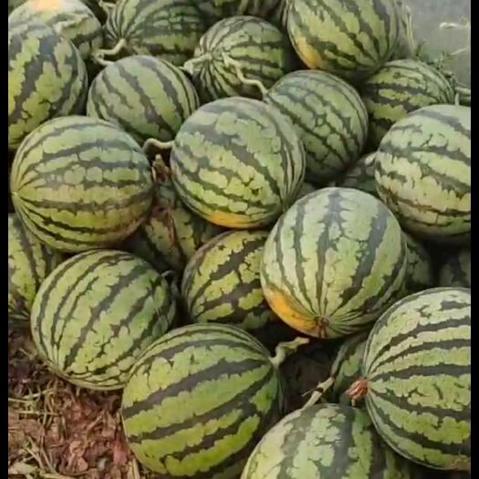 湘乡市湖南麒麟瓜