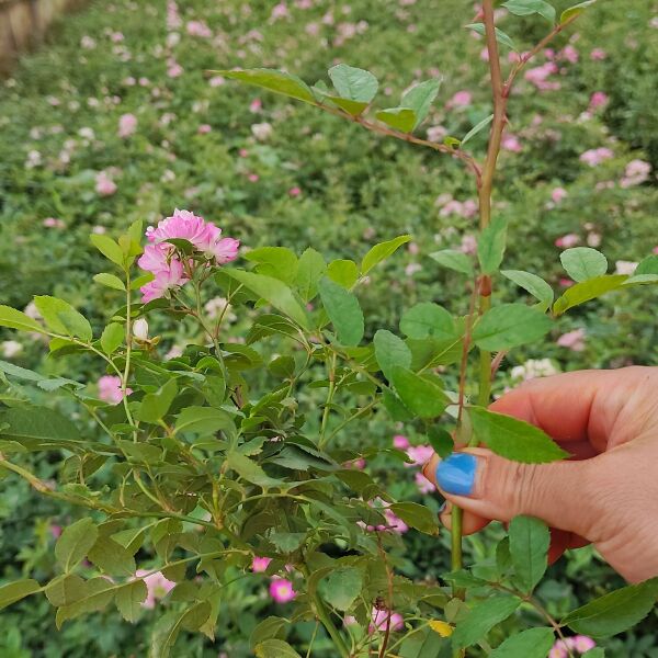 丰花月季，小杯丰花月季，粉花丰花月季