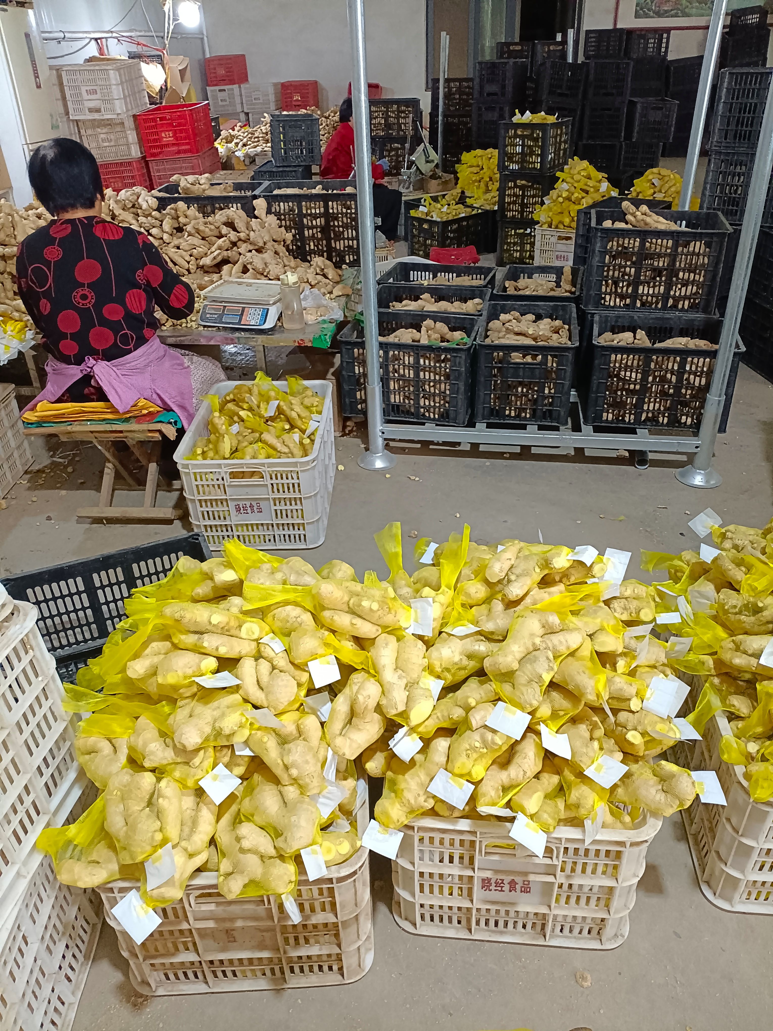 山东优质生姜产地批发 大黄姜 小黄姜 沙土姜 水洗姜