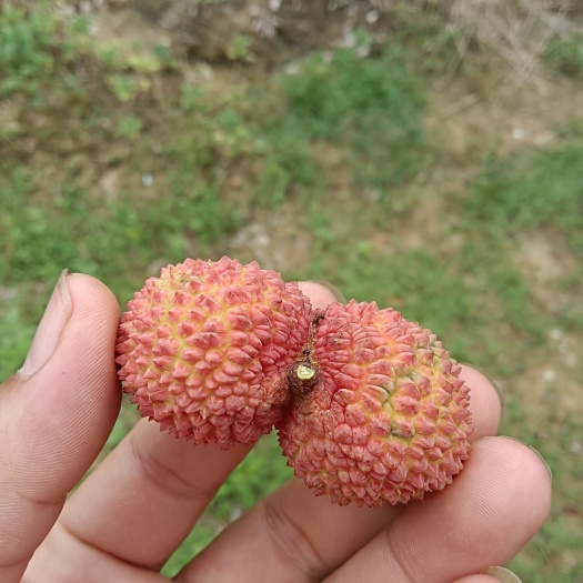 灵山县桂味