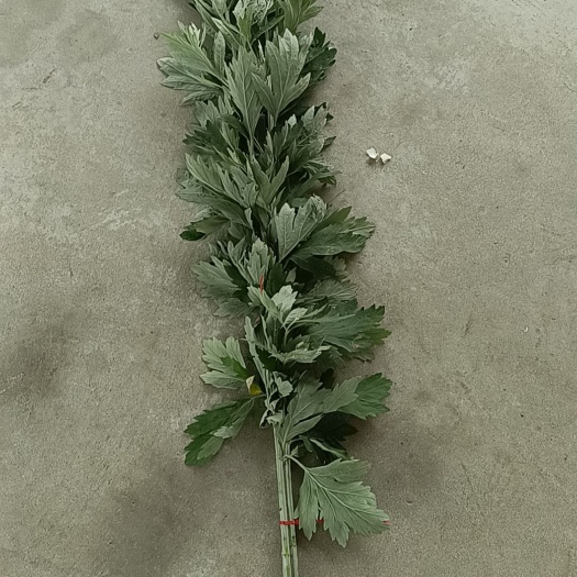 长丰县我有大量新鲜艾草现割现发货，可以根据你的要求规格供货