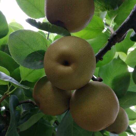 重庆市黄花梨