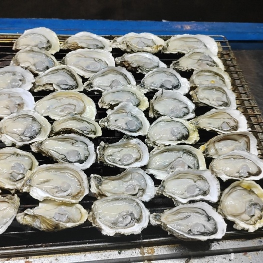 遂溪县湛江三倍体