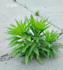 中江县小鹏草