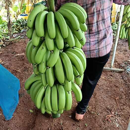 徐闻县徐闻县千亩香蕉上市中，需要客商请联，经验丰富，条蕉代理。