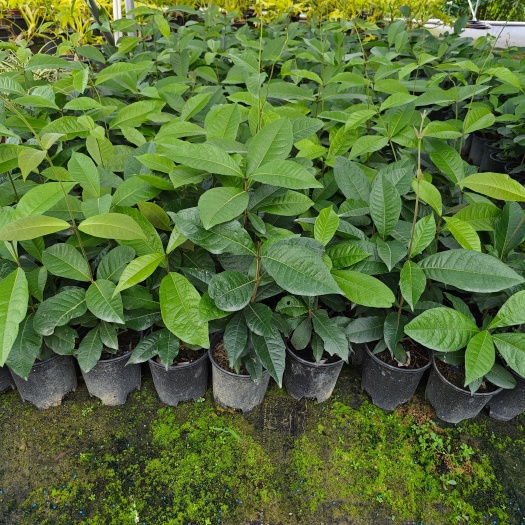中山市大叶蓝花藤许愿藤泰国植物