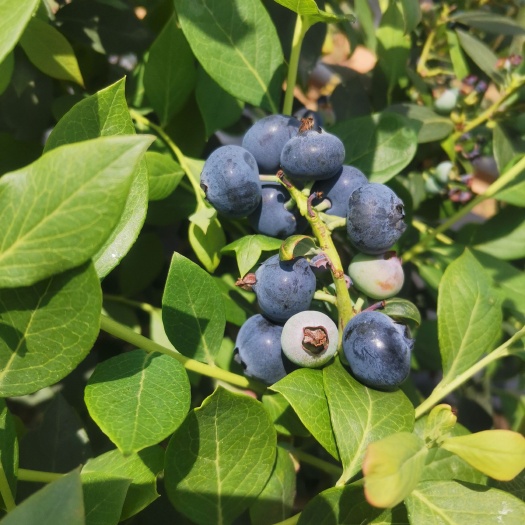 石屏县云南纯甜蓝莓大量供应