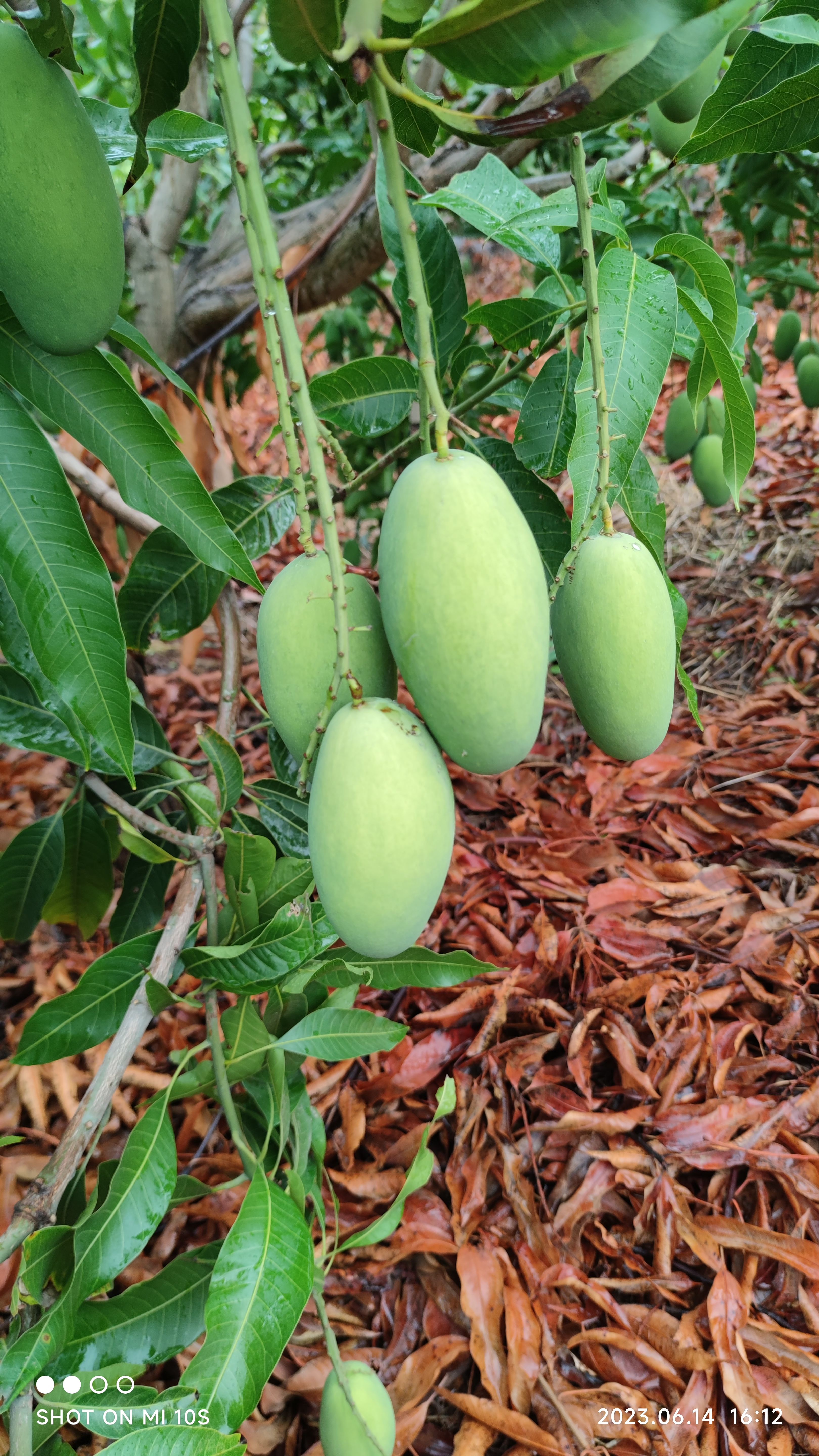 攀枝花椰香芒果