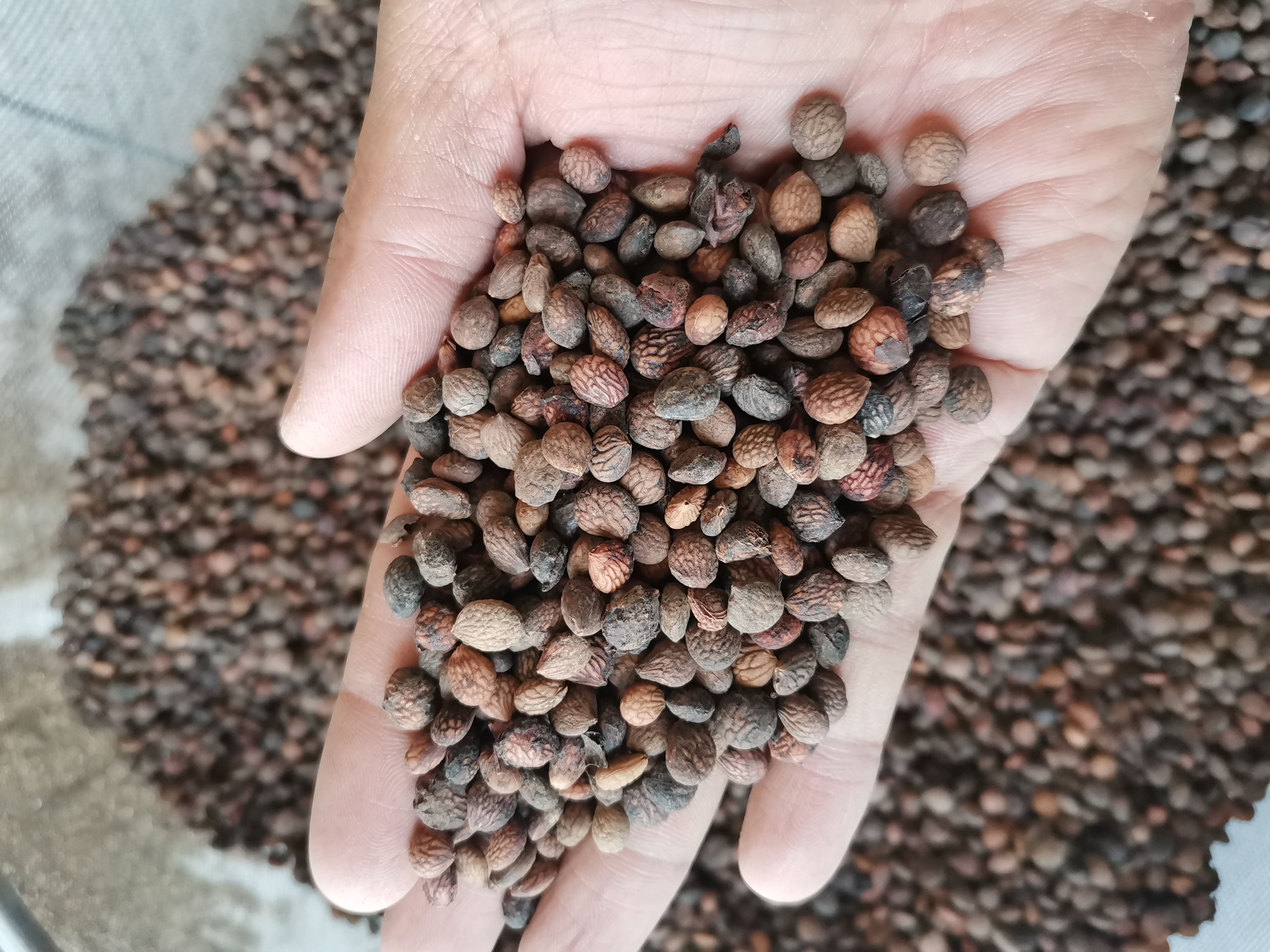 蕤仁  正品无硫中药材蕤仁【假一赔十】